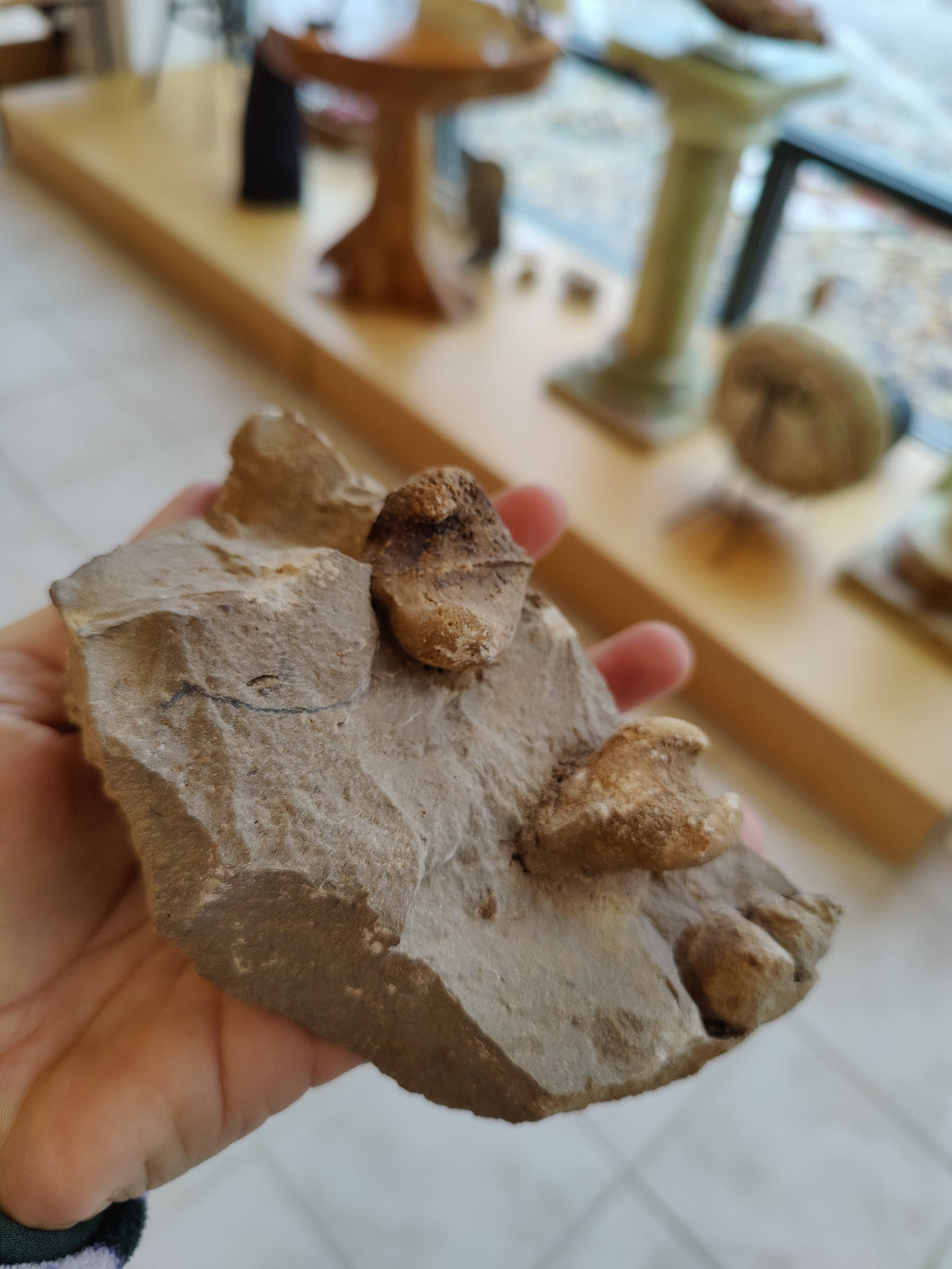 Rough Gastropod Large