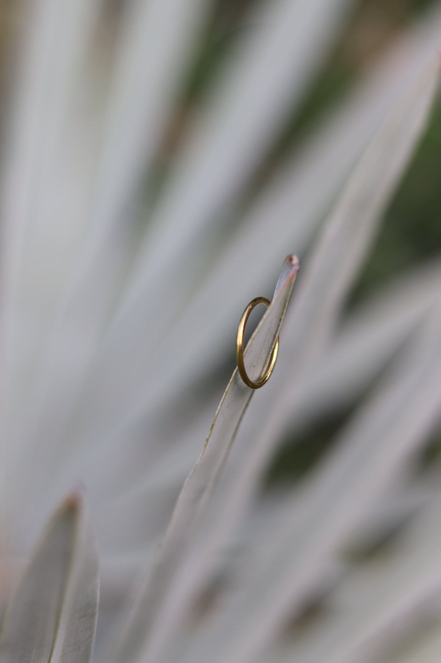 Jeni Ring - Gold (Size options)