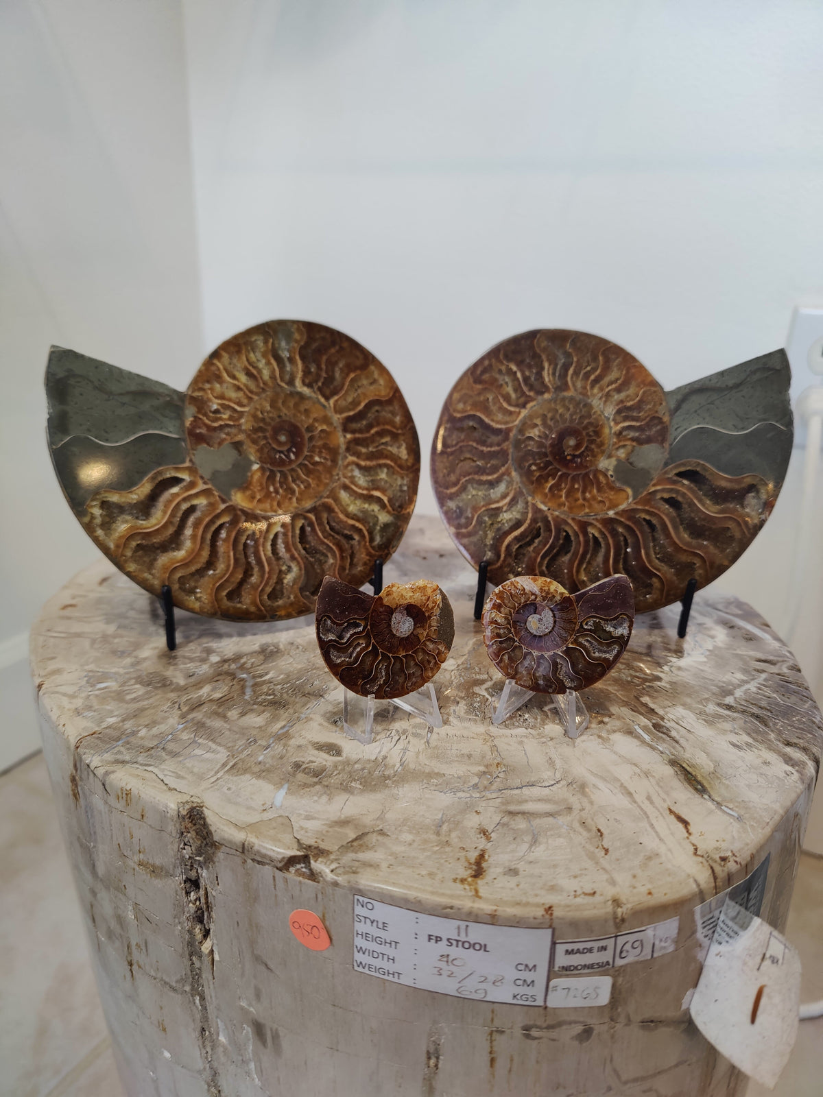 Polished Ammonite Fossil Half