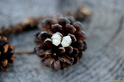 Pike Studs - Mother of Pearl