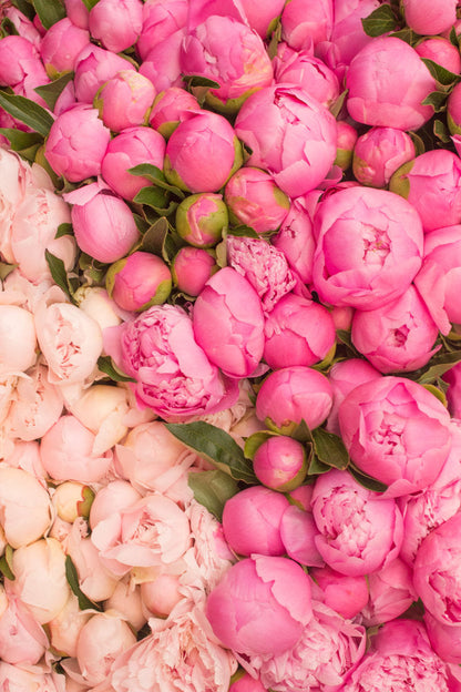 Paris Pink Peony Season