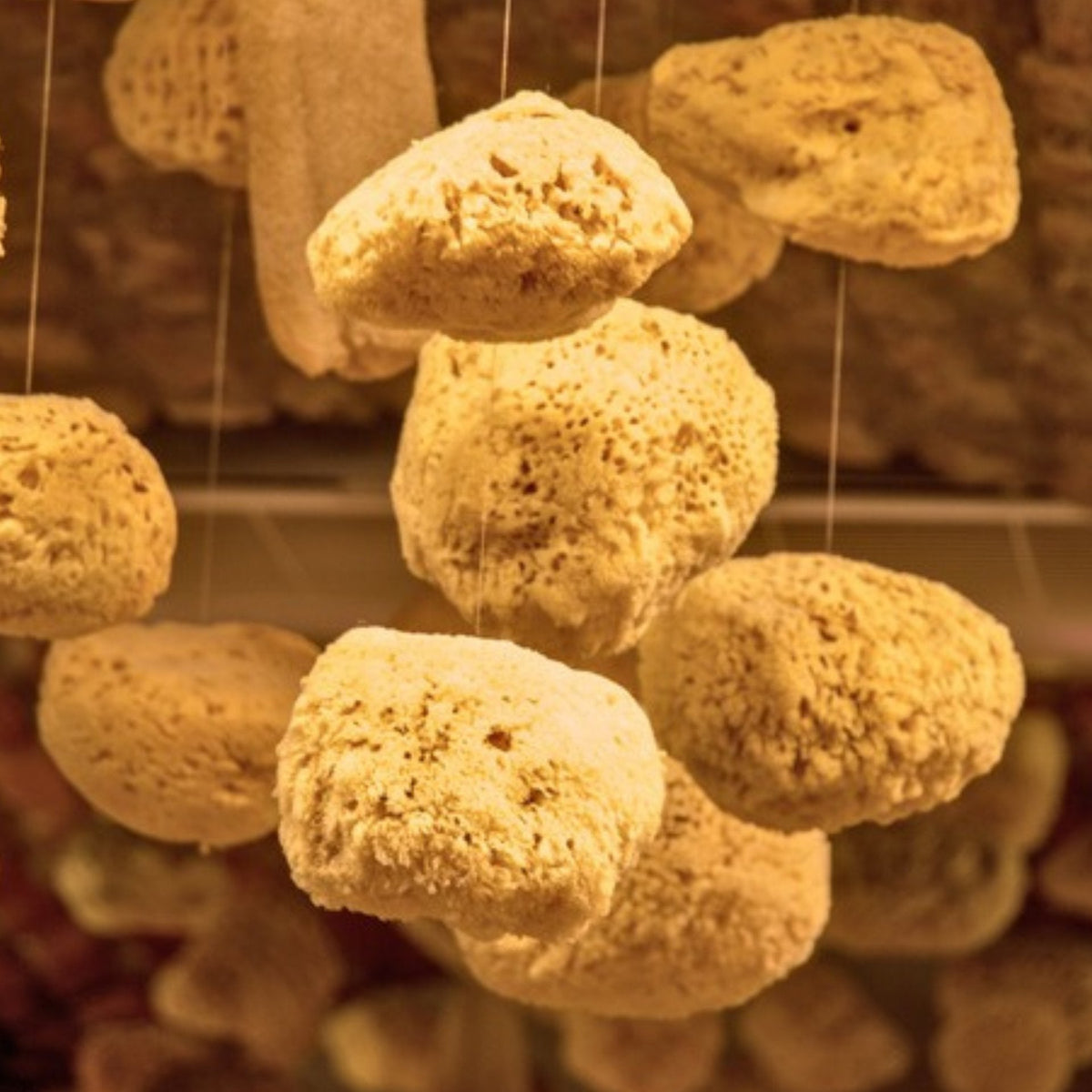 Natural Sea Sponge — photo 3 of 4