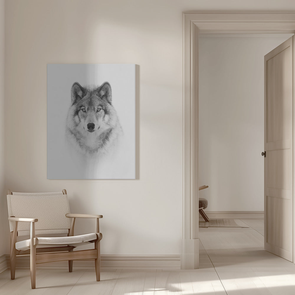 Portrait of a Timber Wolf