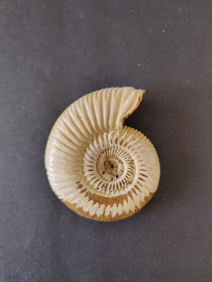 Polished Ammonite Fossil, Late Jurassic, Madagascar
