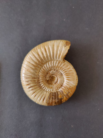 Polished Ammonite Fossil, Late Jurassic, Madagascar